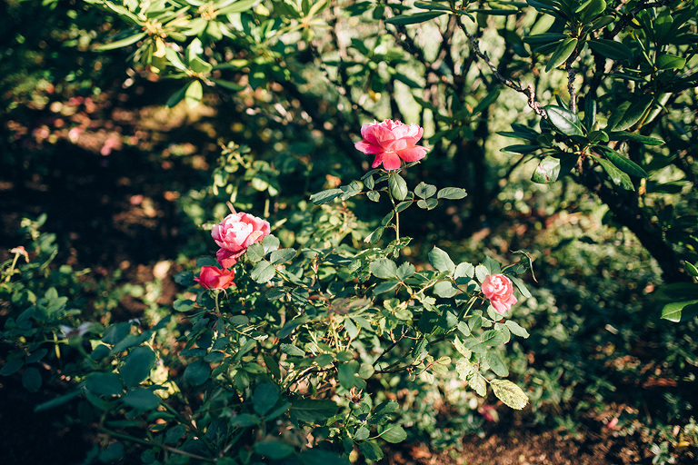 garden roses