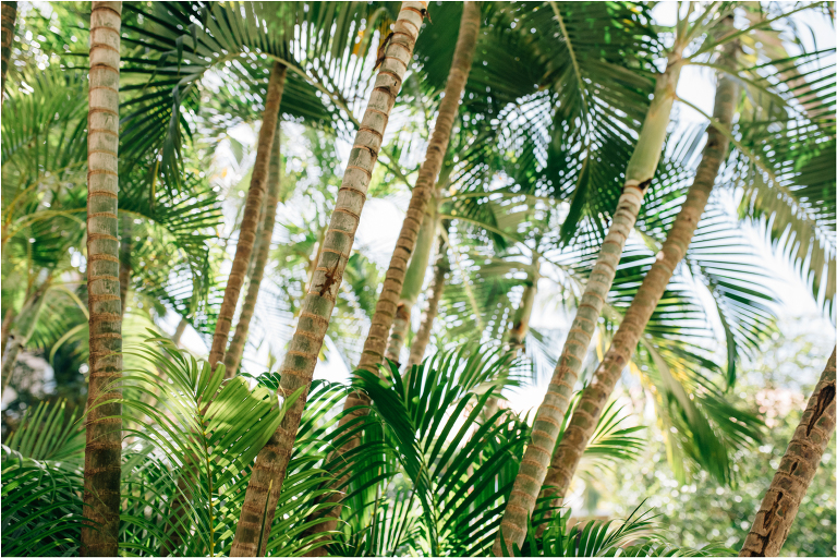 palm trees dreams palm beach