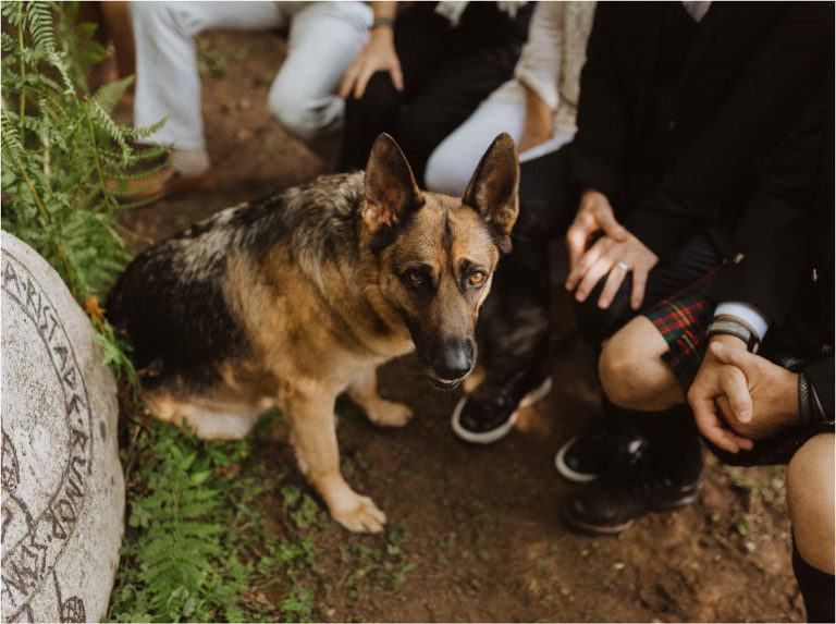 family dog at the wedding